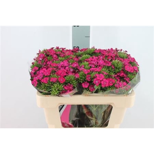 Dianthus Br Am Neon Cherry