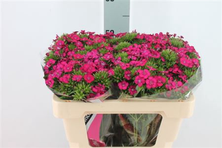<h4>Dianthus Br Am Neon Cherry</h4>