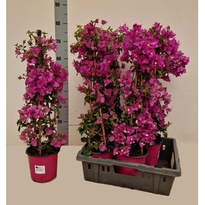BOUGAINV ALEXANDRA
