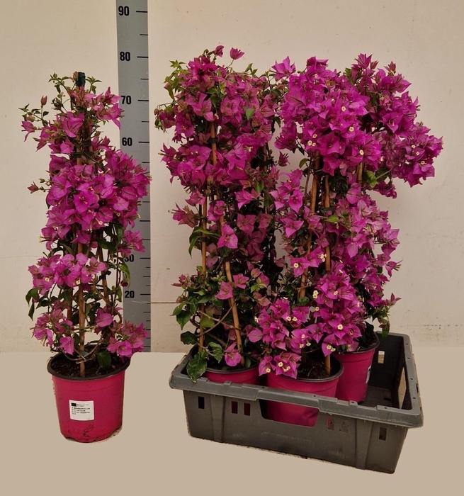 <h4>BOUGAINV ALEXANDRA</h4>