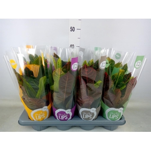 Codiaeum var. GR 'Excellent'