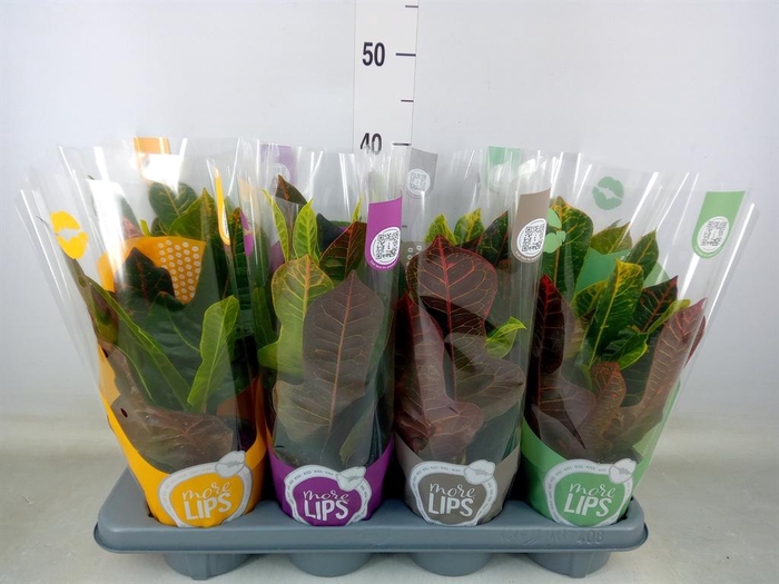 <h4>Codiaeum var. GR 'Excellent'</h4>