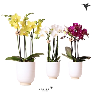 Kolibri Orchids Phalaenopsis mix 3 spike in Glazed pot white