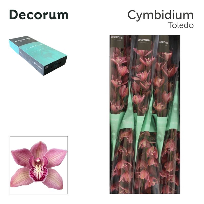 <h4>CYMB T TOLEDO Decorum 60cm</h4>