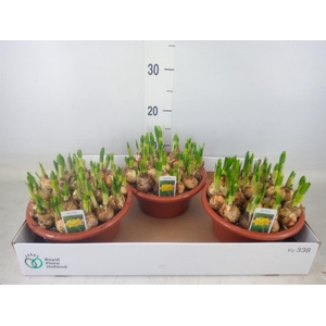 Narcissus  'Tete a tete'