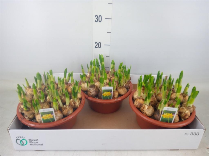 <h4>Narcissus  'Tete a tete'</h4>