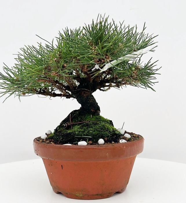 <h4>Pinus thunbergii, 16cm. (single item)</h4>