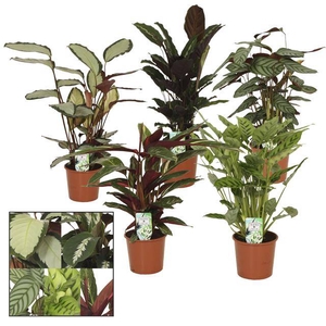 Calathea mix