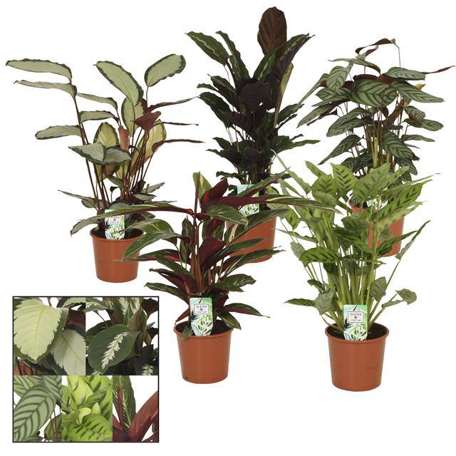 Calathea mix