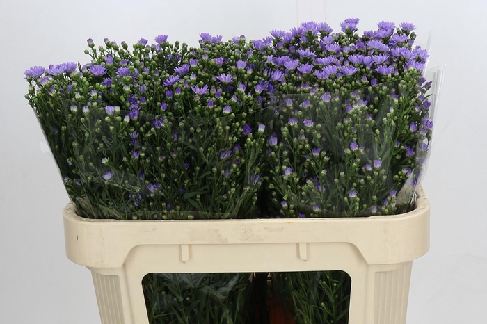 <h4>Aster Cassandra</h4>