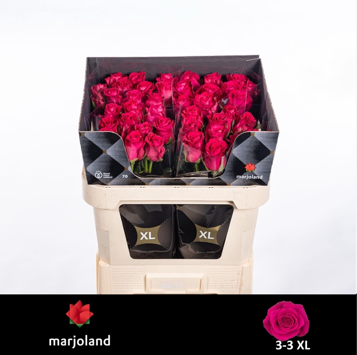 <h4>R GR XOCH! XL</h4>