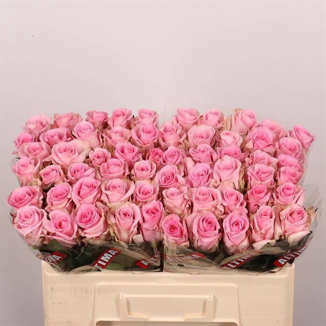 <h4>R Gr Jessika</h4>