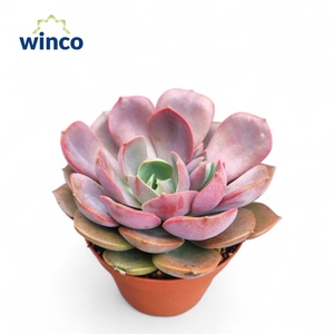 Echeveria Pink Flare