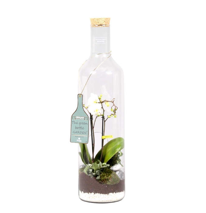 <h4>Green Bottle Fles XLarge met Phalaenopsis Arrangement 24 uur levering</h4>