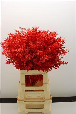 <h4>Dr Ruscus Bleach Rood</h4>