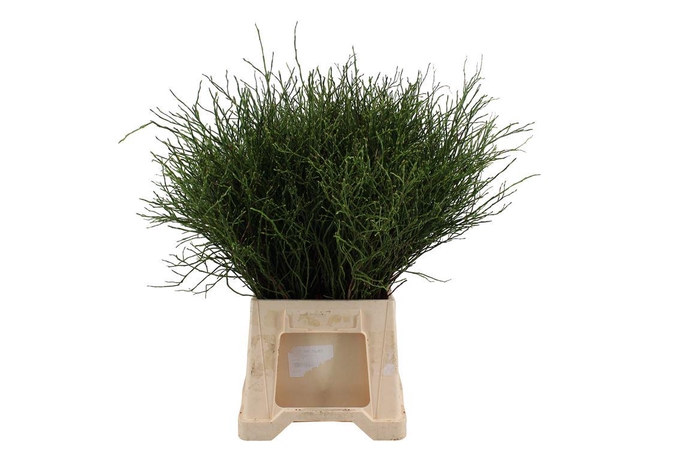 <h4>Heidelbeer P Stem ( Hollands )</h4>