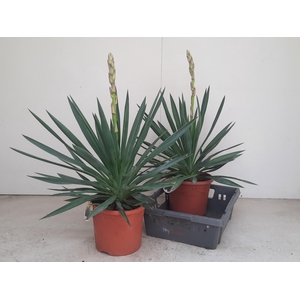 YUCCA GLORIOSA