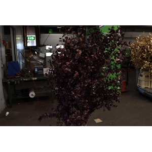Euca Cinerea Klbh Metallic Bordeaux 200cm