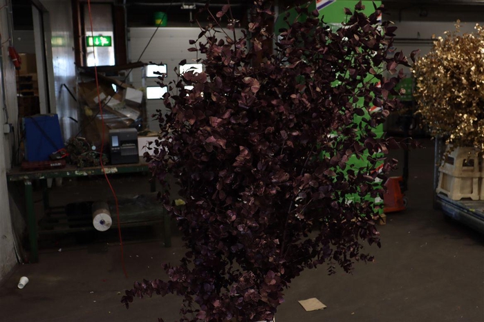 <h4>Euca Cinerea Klbh Metallic Bordeaux 200cm</h4>