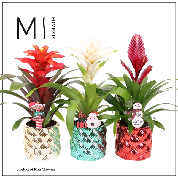 <h4>Bromelia variés</h4>