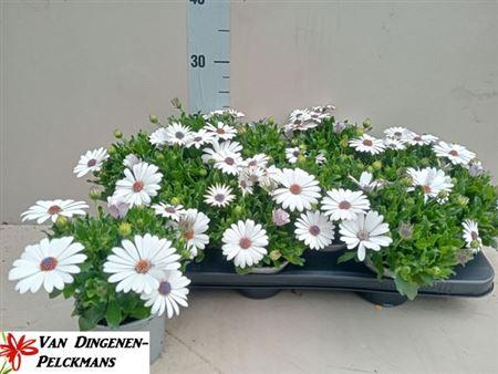 <h4>Osteo Fp White</h4>