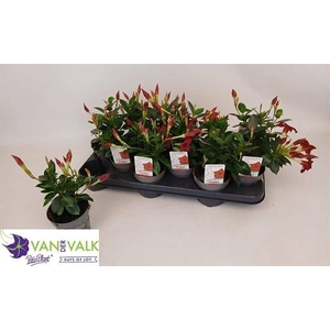 MANDE RIO DEEP RED