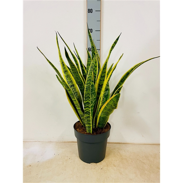 <h4>Sansevieria trifasciata 'Laurentii'</h4>