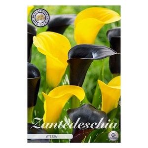 Zantedeschia Vitessa x2 14/16