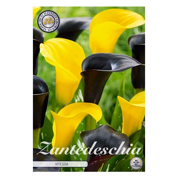 <h4>Zantedeschia Vitessa x2 14/16</h4>