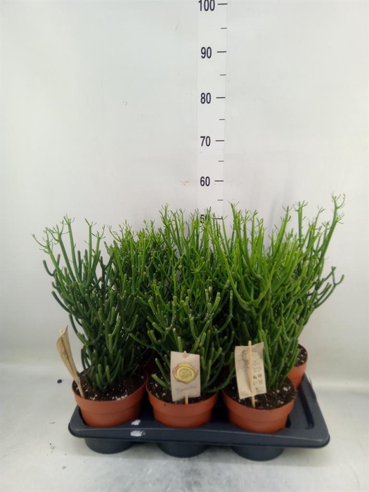 <h4>Euphorbia tirucalli</h4>