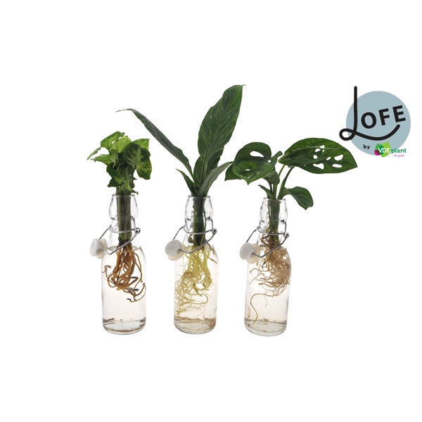 <h4>LOFE | Intenz mix in Ann Glas (witte dop) - levertijd: 24 uur</h4>
