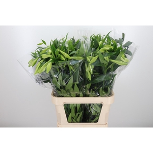 Lilium Lf White Heaven