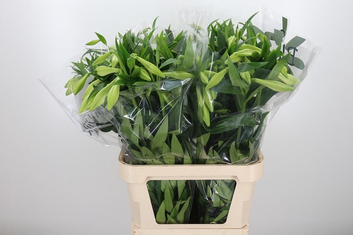 <h4>Lilium Lf White Heaven</h4>