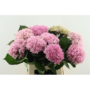 Hydr M Mag Revol Pink 60-15