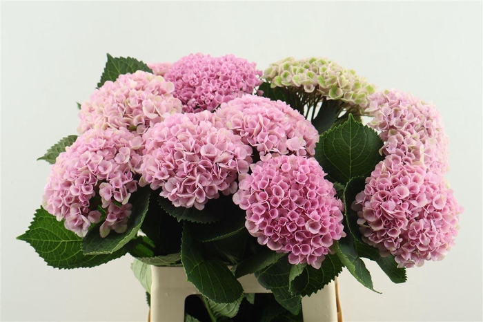 <h4>Hydr M Mag Revol Pink 60-15</h4>