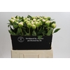 Paeonia Princess Bride