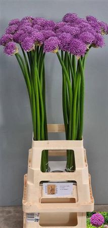 <h4>Allium Gladiator Extra</h4>