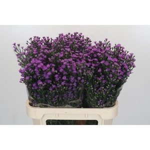 Aster Baby Pink