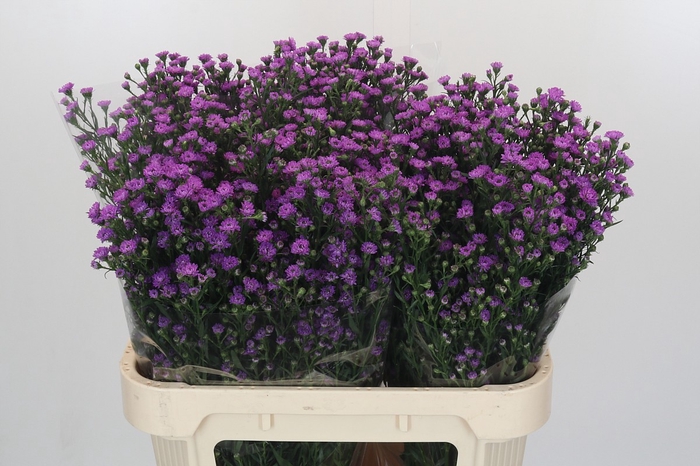 Aster Baby Pink
