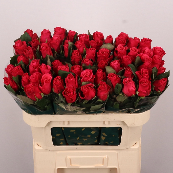 <h4>R GR TACAZZI+</h4>