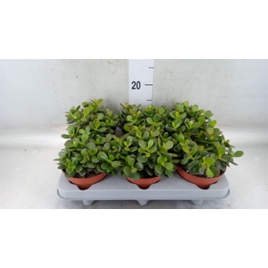 Crassula ovata 'Minor'