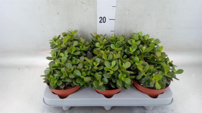 <h4>Crassula ovata 'Minor'</h4>