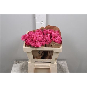 R Tr Julieta Cerise