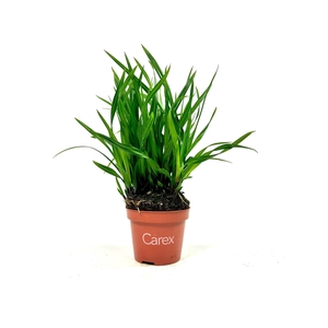 CARE MORROWII