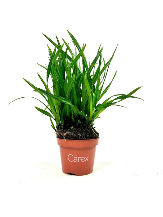 <h4>CARE MORROWII</h4>