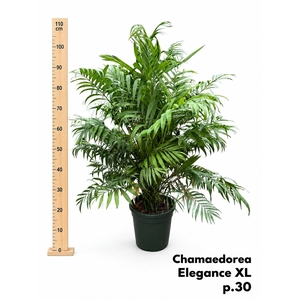 CHAMAED ELEGANS
