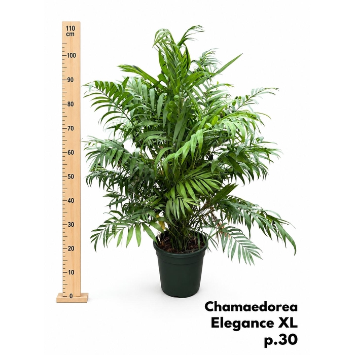 <h4>CHAMAED ELEGANS</h4>