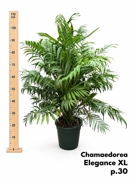 CHAMAED ELEGANS