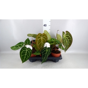 Anthurium   ...