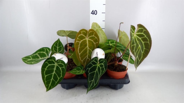 <h4>Anthurium   ...</h4>